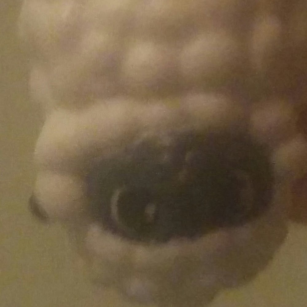 Meet your Posher, Molly